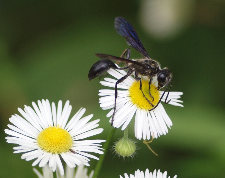 ID prego: Isodontia mexicana (Saussure 1867)